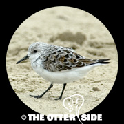 Sanderling
