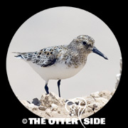 Sanderling