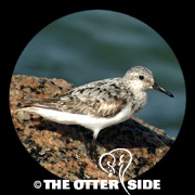 Sanderling
