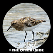 Sanderling