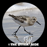 Sanderling
