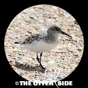 Sanderling