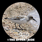 Sanderling