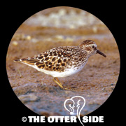 Least Sandpiper