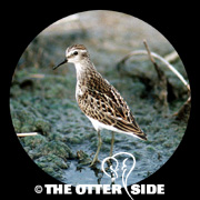Least Sandpiper