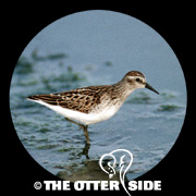 Least Sandpiper