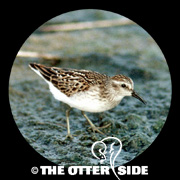 Least Sandpiper