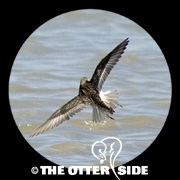 Baird's Sandpiper