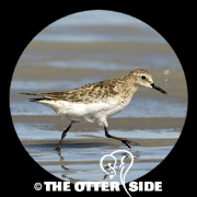 Baird's Sandpiper