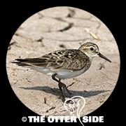 Baird's Sandpiper