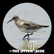 Baird's Sandpiper