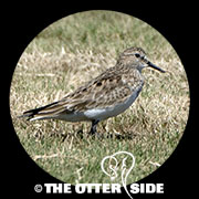 Baird's Sandpiper