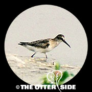 Broad-billed Sandpiper