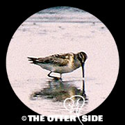 Broad-billed Sandpiper
