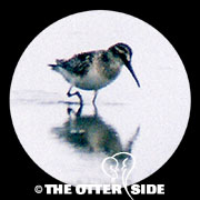 Broad-billed Sandpiper