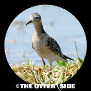Buff-breasted Sandpiper