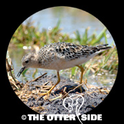 Buff-breasted Sandpiper