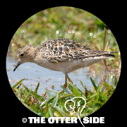 Buff-breasted Sandpiper