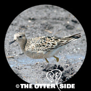 Buff-breasted Sandpiper