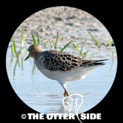 Buff-breasted Sandpiper