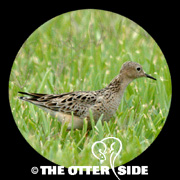 Buff-breasted Sandpiper