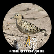 Buff-breasted Sandpiper