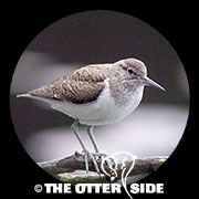 Common Sandpiper