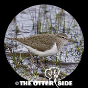 Common Sandpiper
