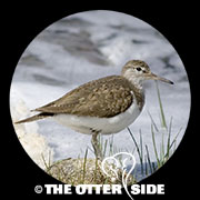 Common Sandpiper