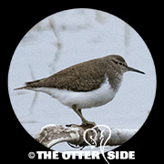 Common Sandpiper