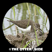 Common Sandpiper