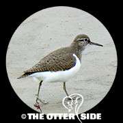 Common Sandpiper