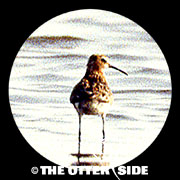 Curlew Sandpiper