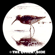 Curlew Sandpiper