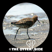 Curlew Sandpiper