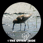 Curlew Sandpiper