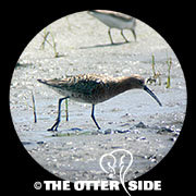 Curlew Sandpiper