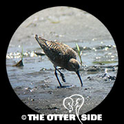 Curlew Sandpiper