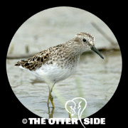 Least Sandpiper