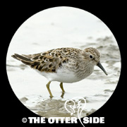 Least Sandpiper
