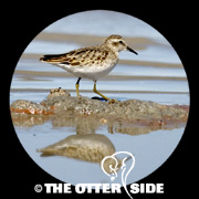 Least Sandpiper