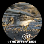 Least Sandpiper