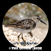 Least Sandpiper