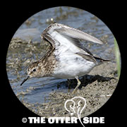 Least Sandpiper