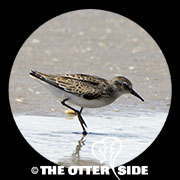 Least Sandpiper