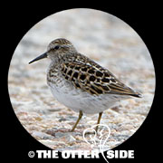 Least Sandpiper