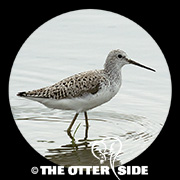 Marsh Sandpiper