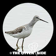 Marsh Sandpiper