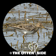 Pectoral Sandpiper
