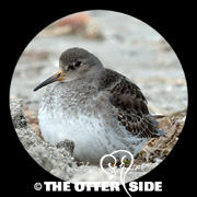 Purple Sandpiper